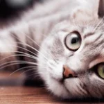 ¿Cada cuánto debo hacer control de plagas en mi casa?